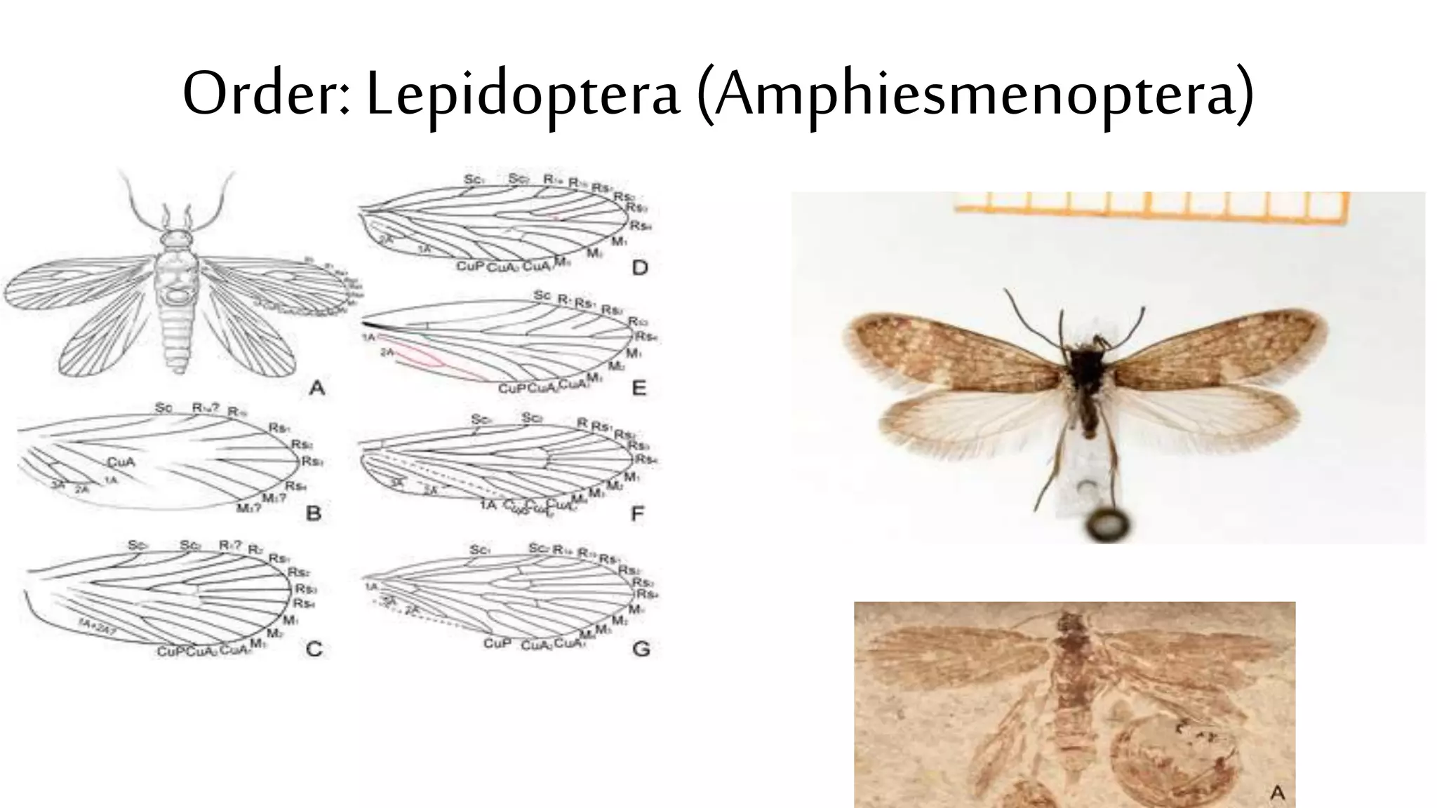 Order: Lepidoptera (Amphiesmenoptera)
 