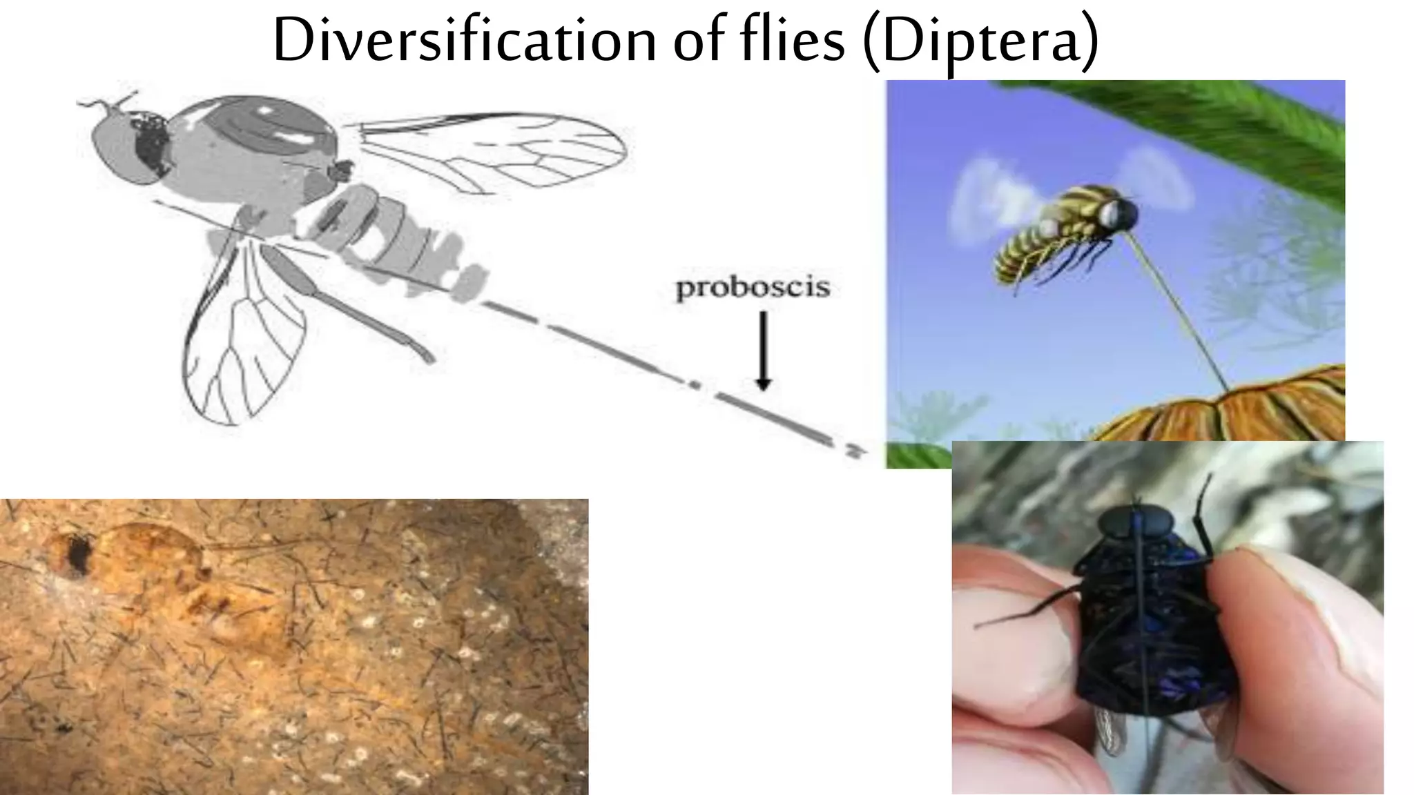 Diversificationof flies (Diptera)
 