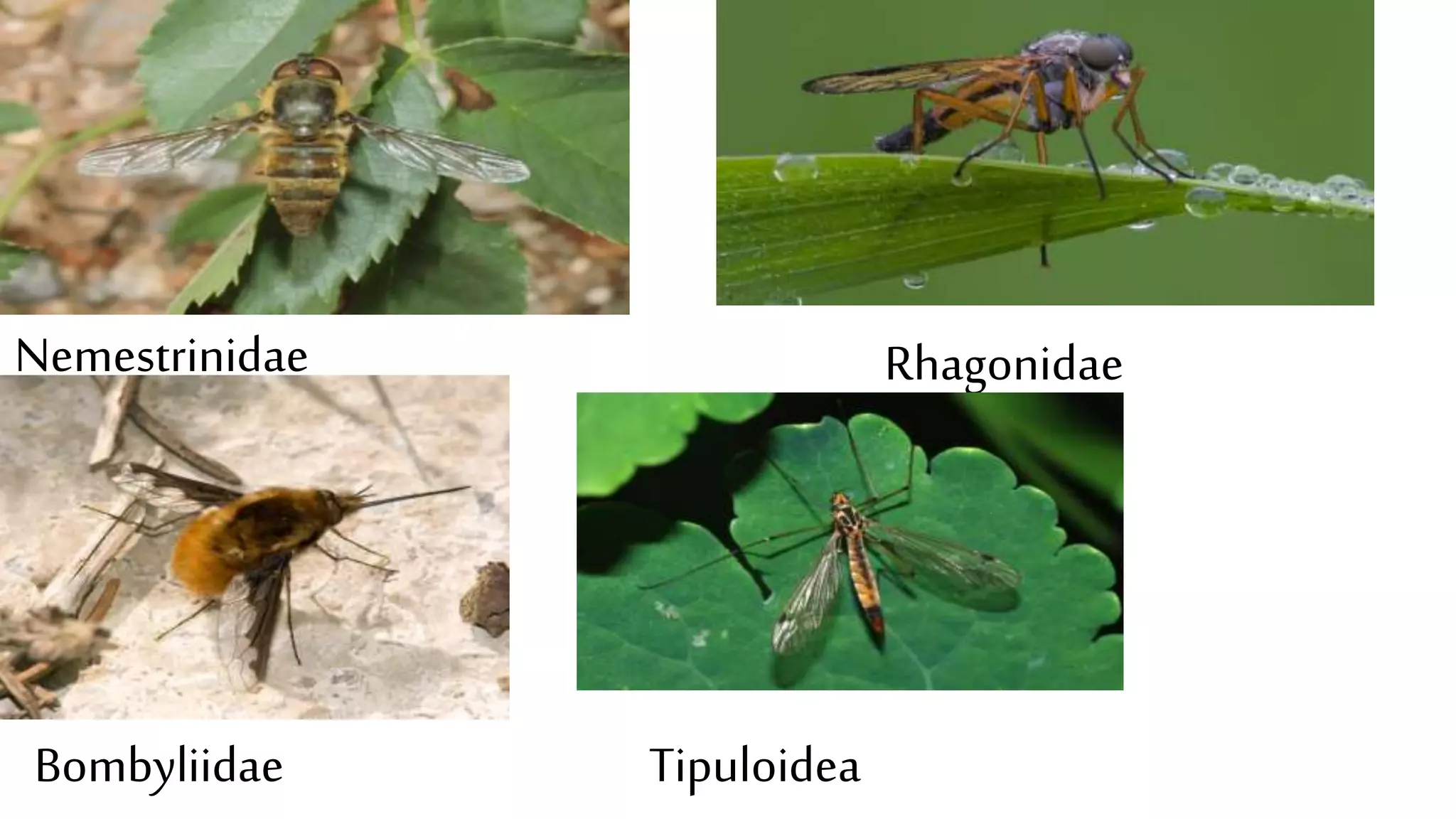 Nemestrinidae
Bombyliidae
Rhagonidae
Tipuloidea
 