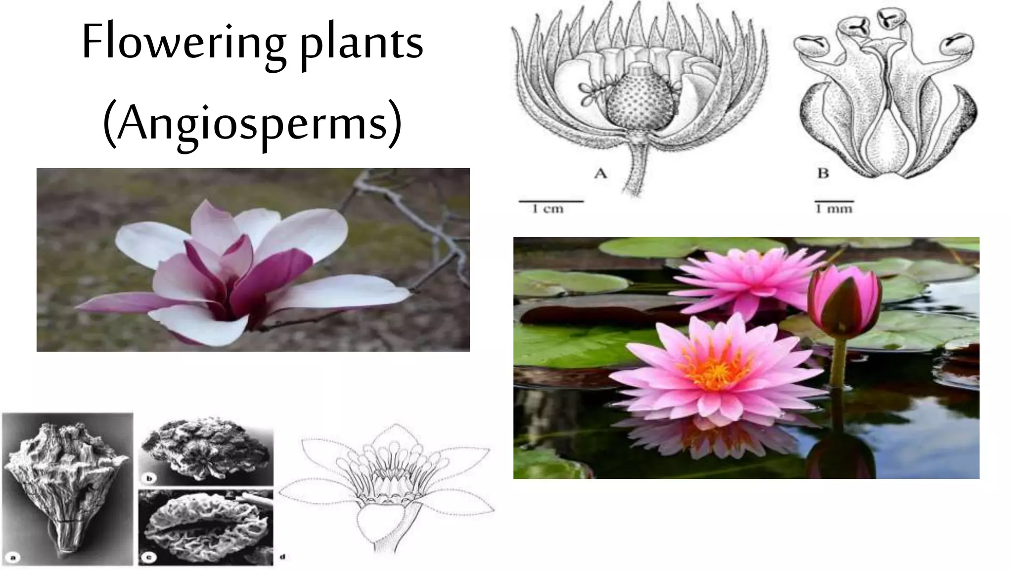 Flowering plants
(Angiosperms)
 