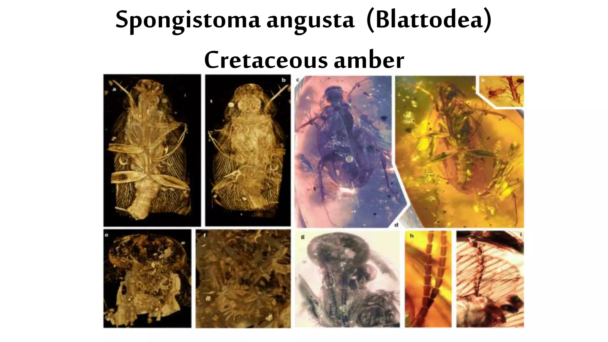 Spongistoma angusta (Blattodea)
Cretaceous amber
 
