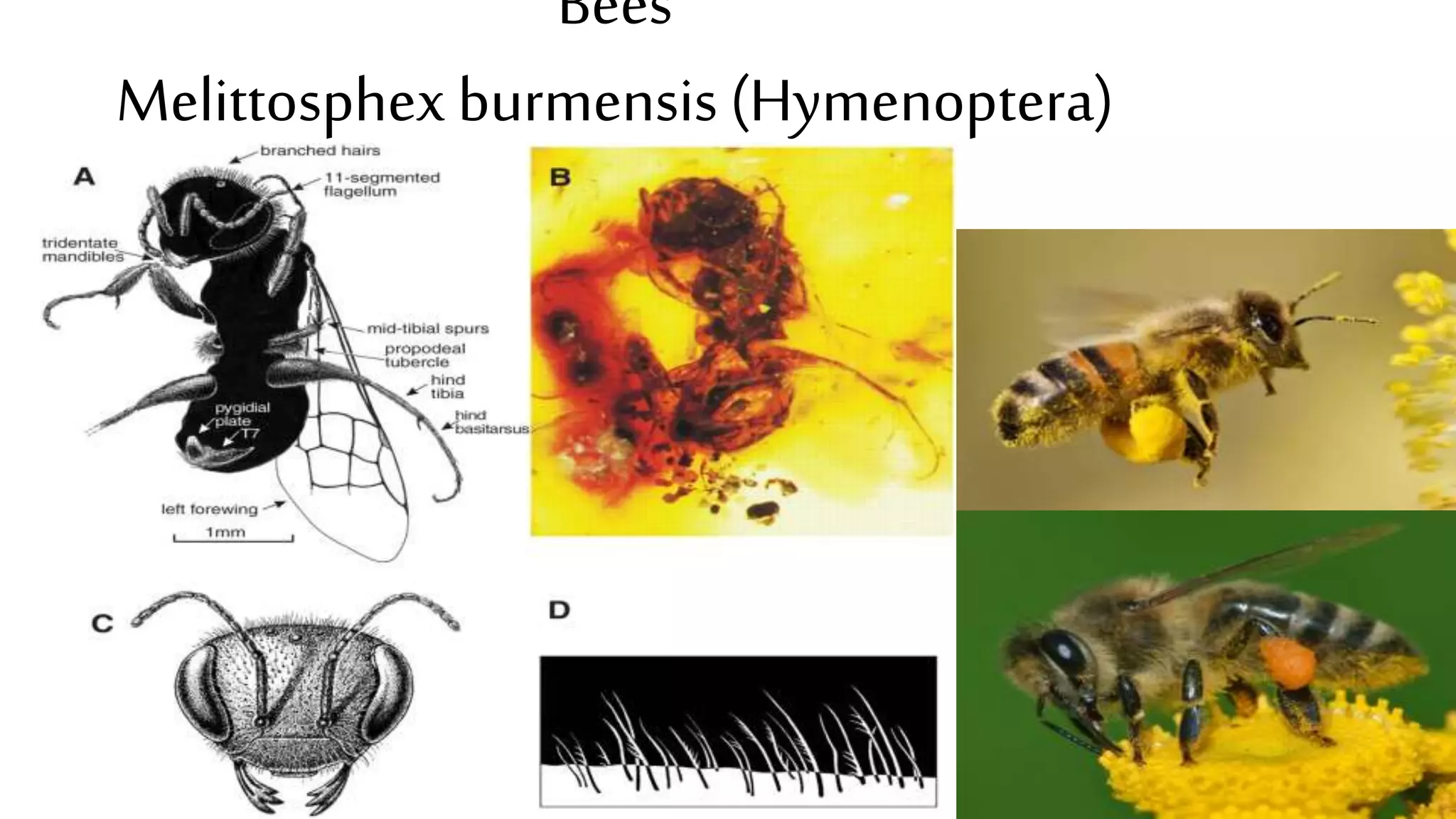 Bees
Melittosphexburmensis (Hymenoptera)
 