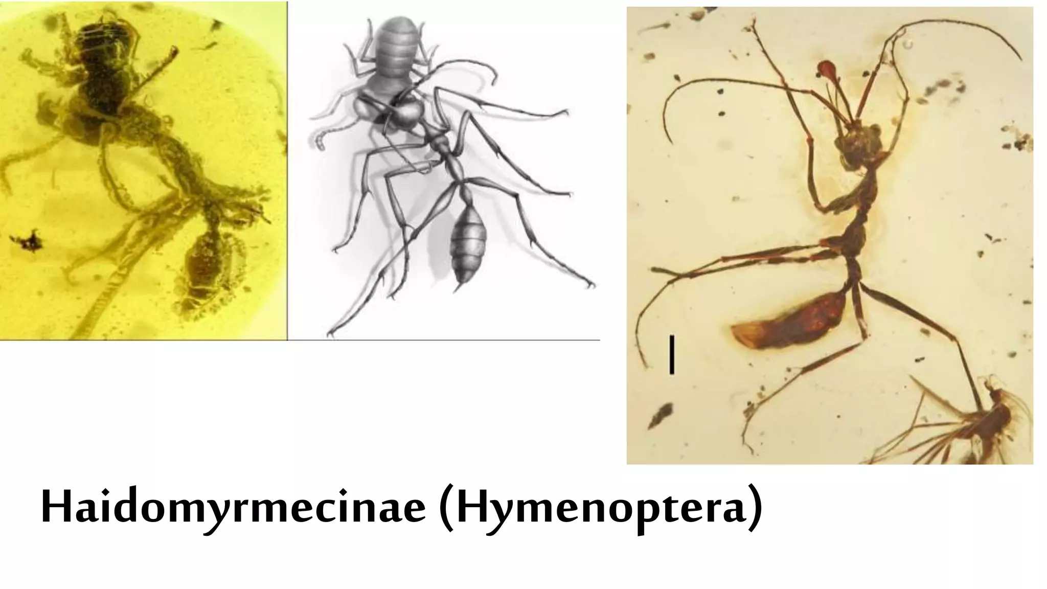 Haidomyrmecinae (Hymenoptera)
 