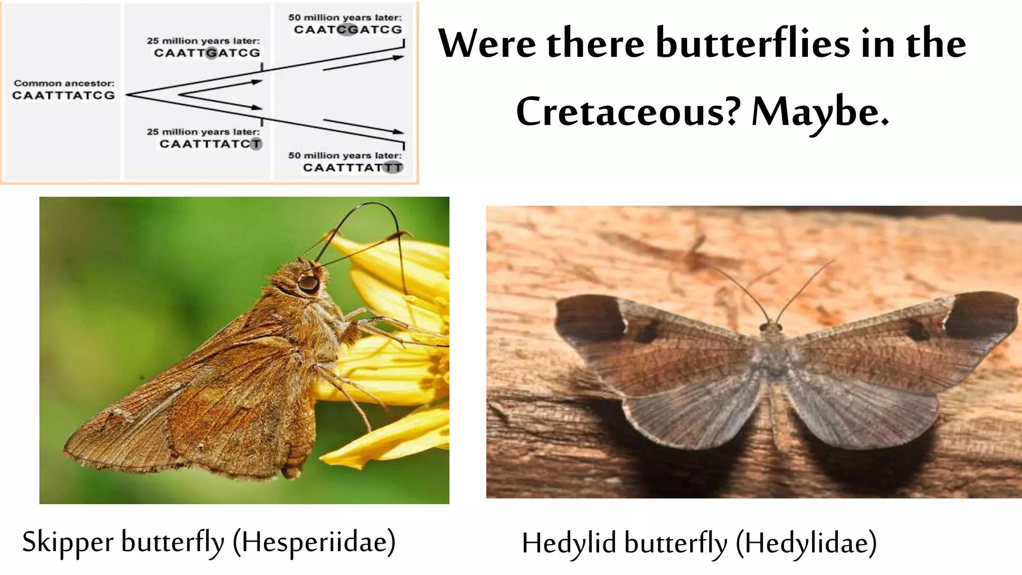 Werethere butterflies in the
Cretaceous? Maybe.
Skipper butterfly (Hesperiidae) Hedylid butterfly (Hedylidae)
 