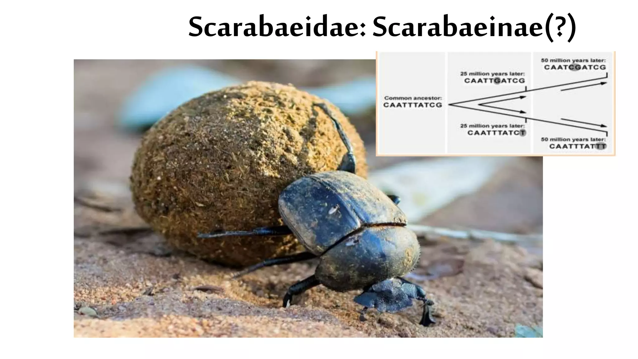 Scarabaeidae:Scarabaeinae(?)
 
