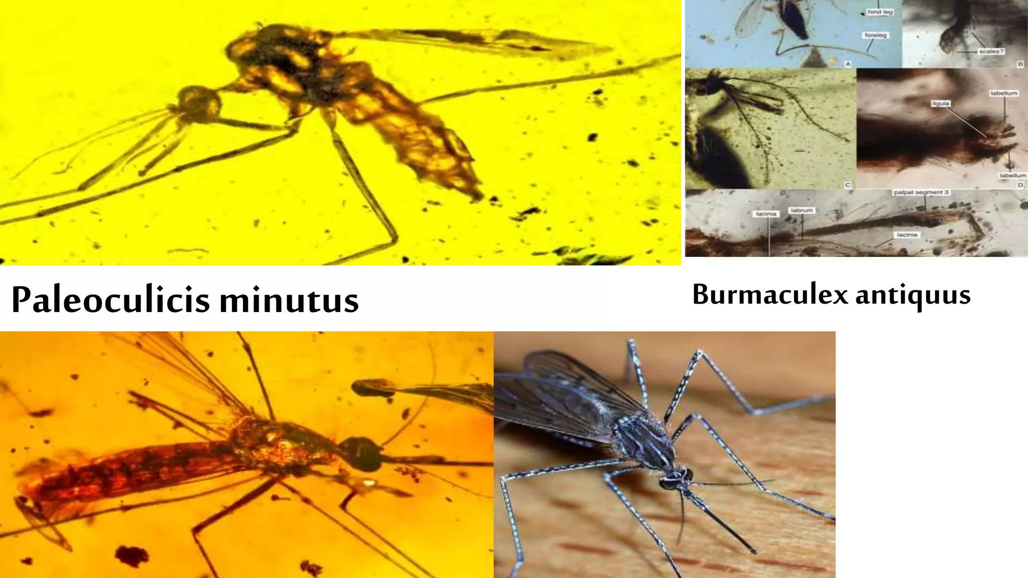 Paleoculicisminutus Burmaculex antiquus
 