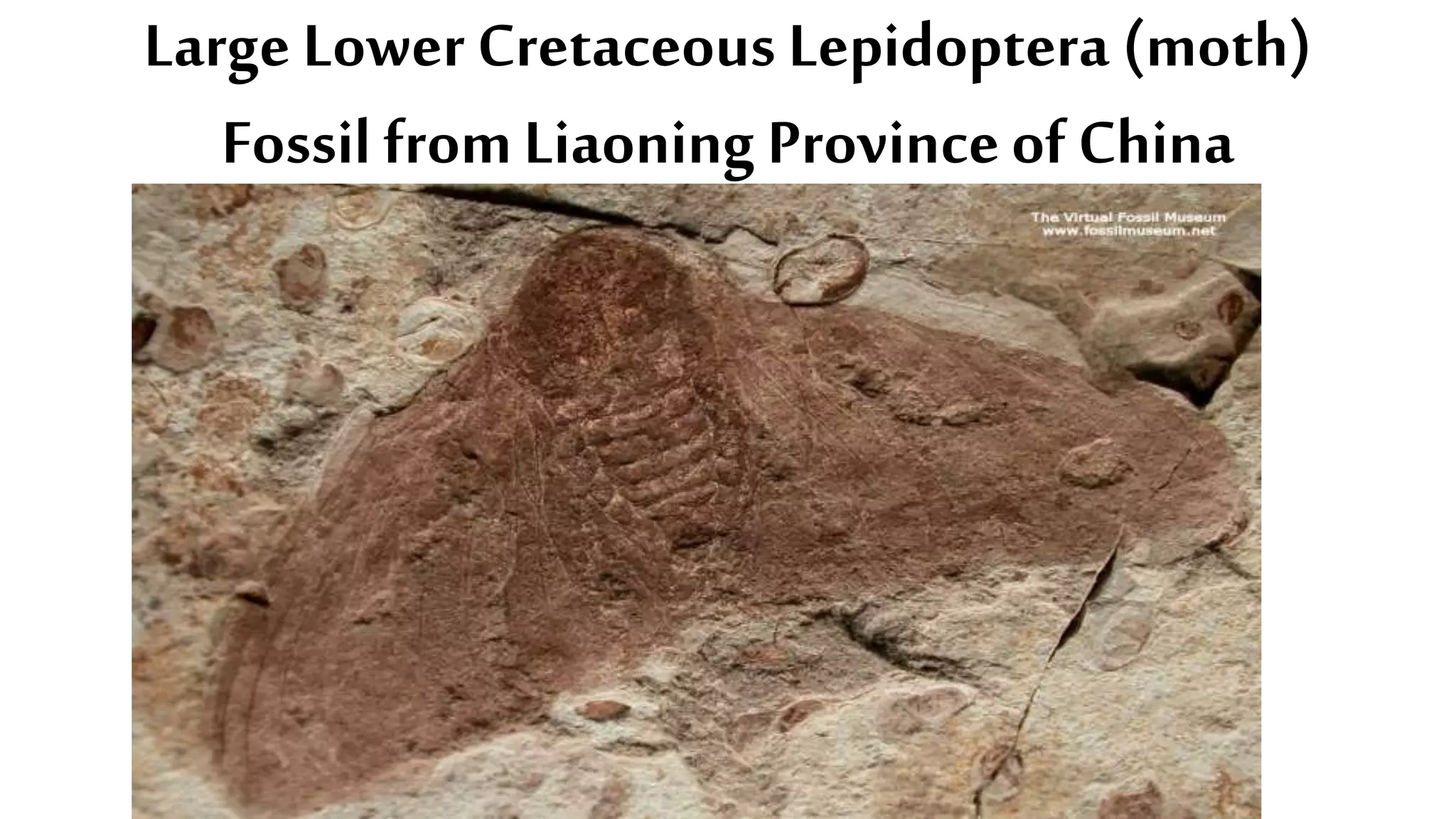 Large Lower Cretaceous Lepidoptera (moth)
Fossil fromLiaoning Provinceof China
 