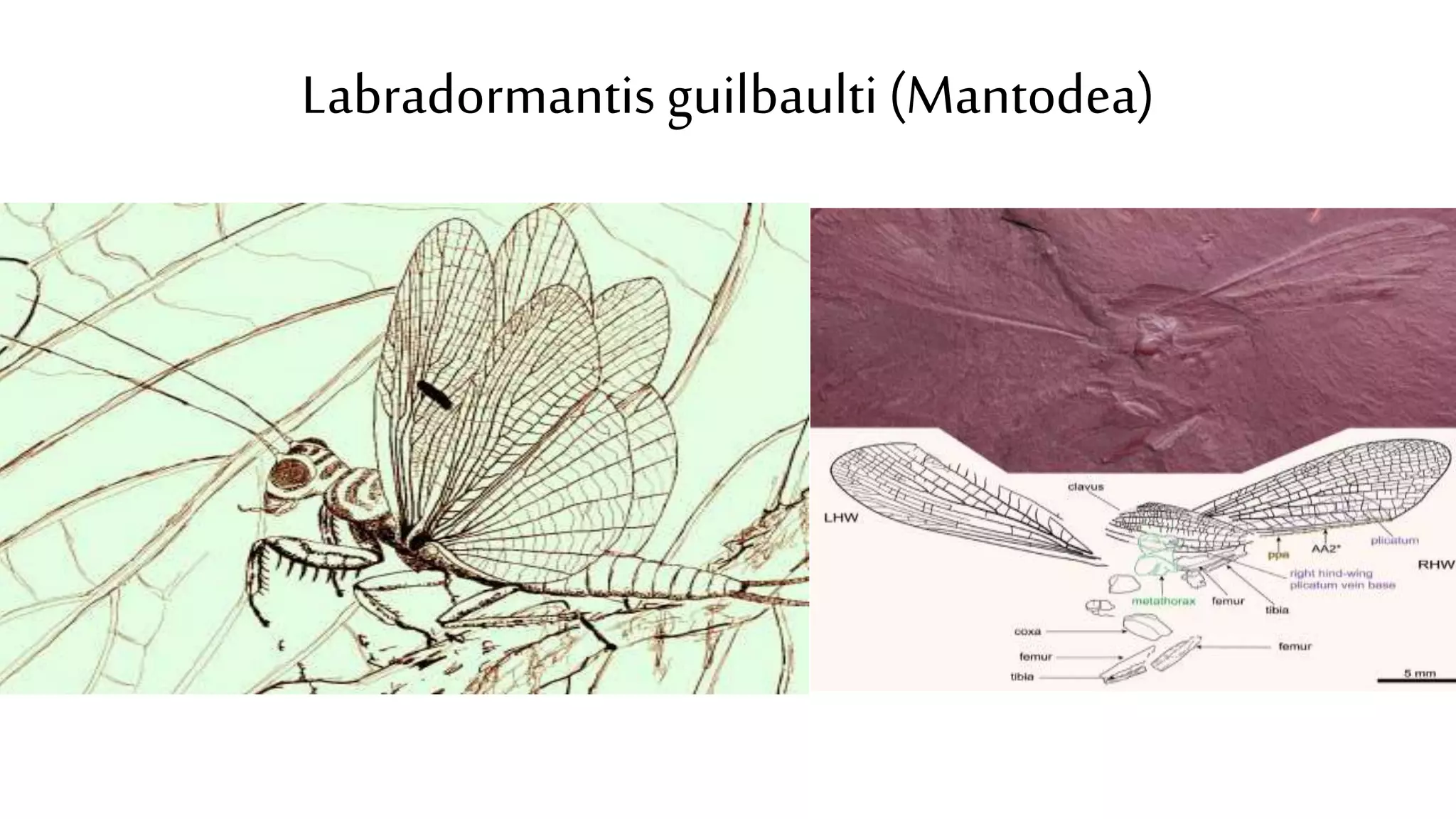 Labradormantis guilbaulti(Mantodea)
 