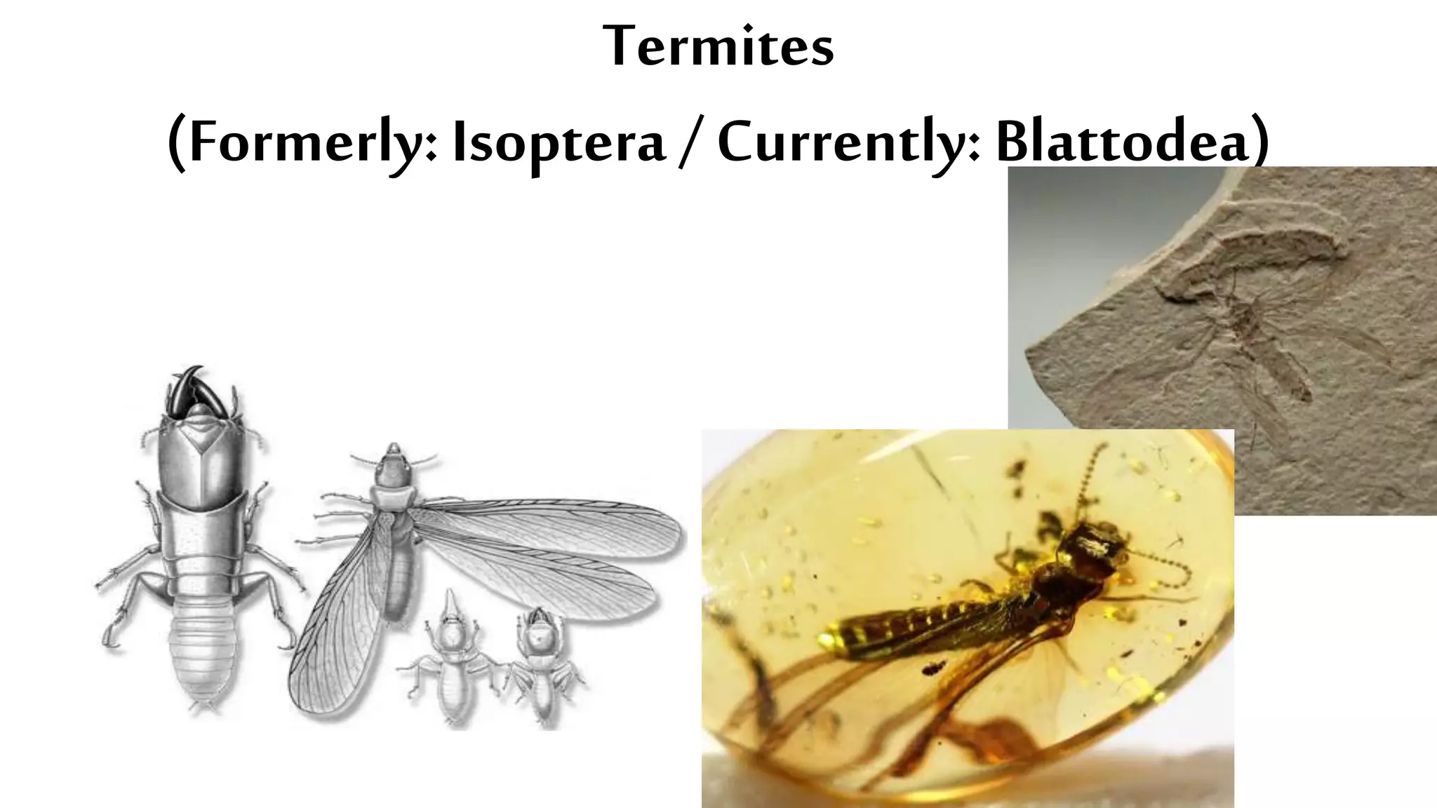 Termites
(Formerly: Isoptera / Currently: Blattodea)
 