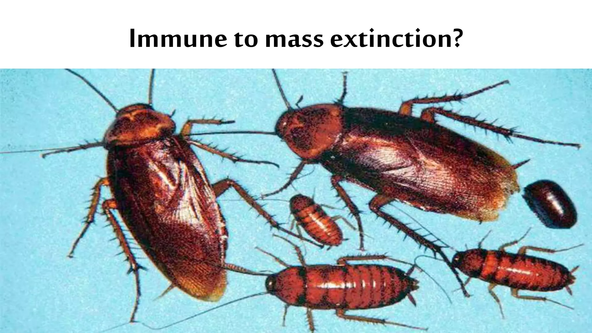 Immune to mass extinction?
 