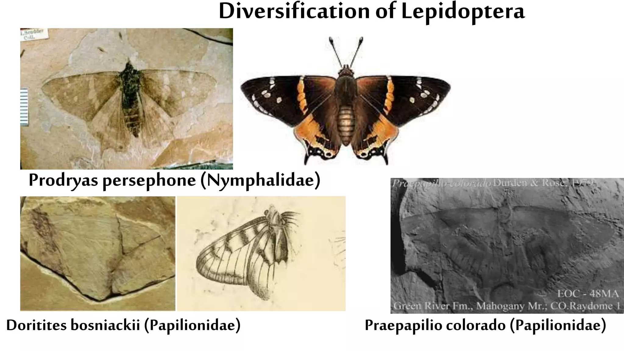Diversificationof Lepidoptera
Prodryas persephone(Nymphalidae)
Doritites bosniackii (Papilionidae) Praepapilio colorado (Papilionidae)
 