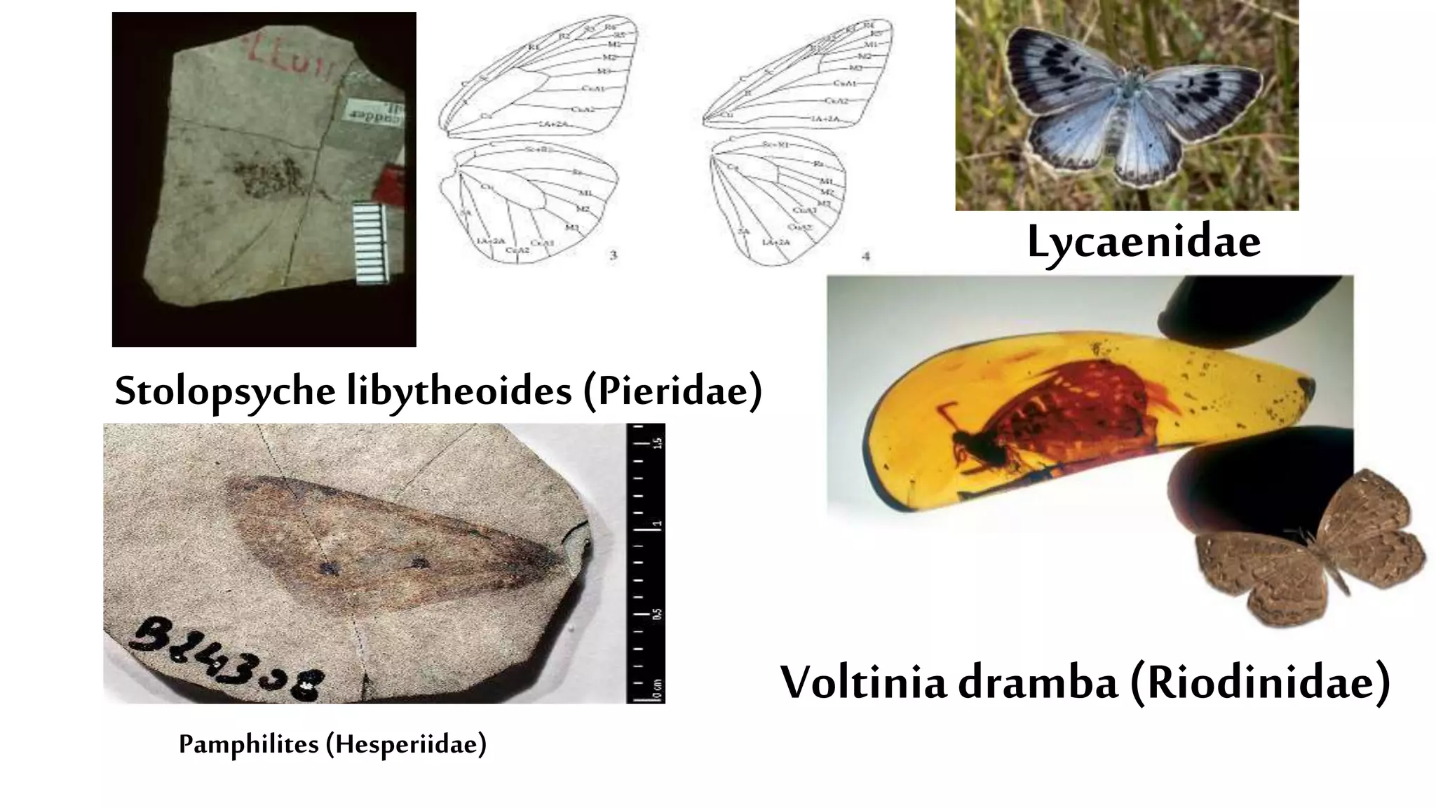 Stolopsyche libytheoides (Pieridae)
Voltiniadramba(Riodinidae)
Pamphilites (Hesperiidae)
Lycaenidae
 