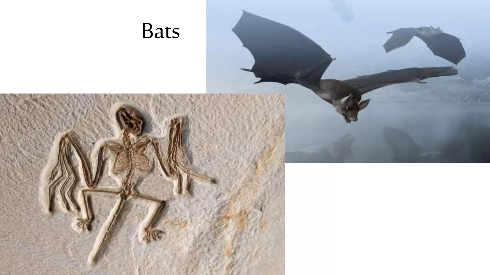 Bats
 
