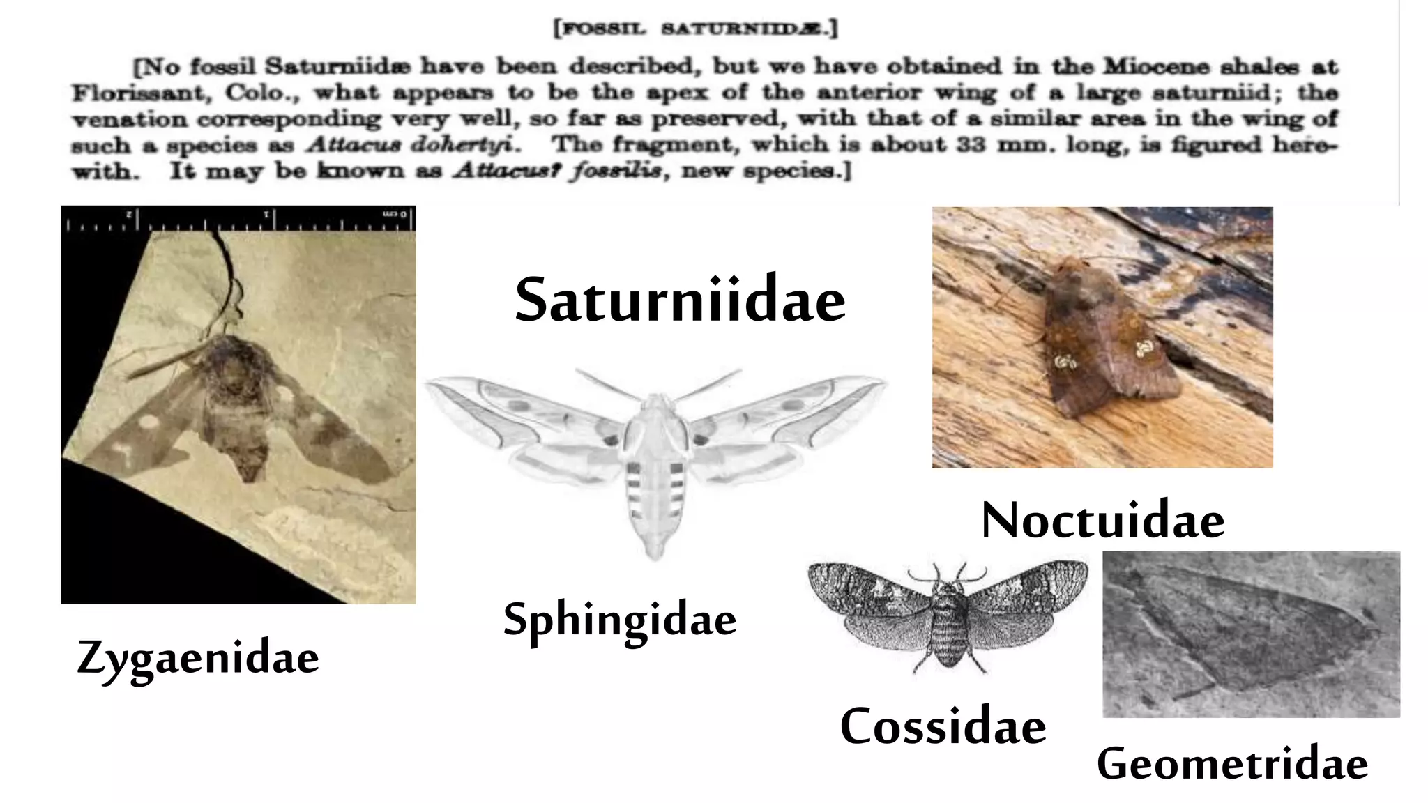 Zygaenidae
Noctuidae
Saturniidae
Sphingidae
Cossidae Geometridae
 