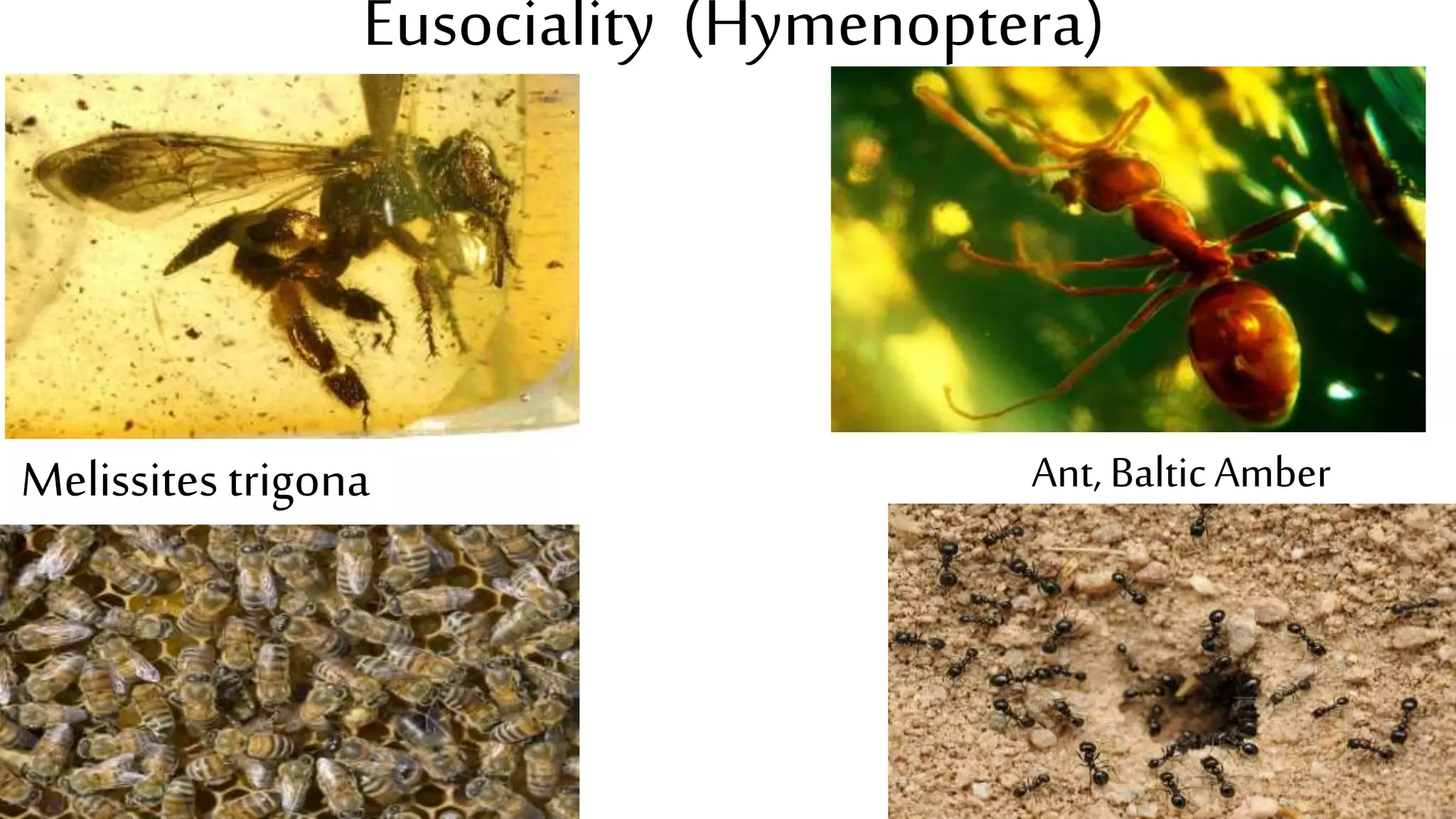 Eusociality (Hymenoptera)
Melissites trigona Ant, BalticAmber
 