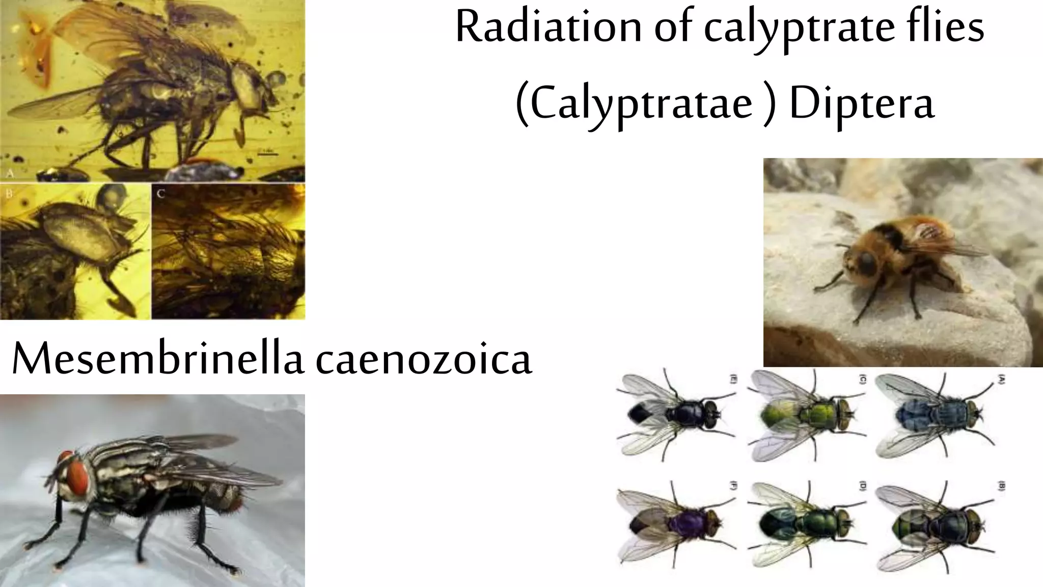 Radiationof calyptrateflies
(Calyptratae) Diptera
Mesembrinellacaenozoica
 