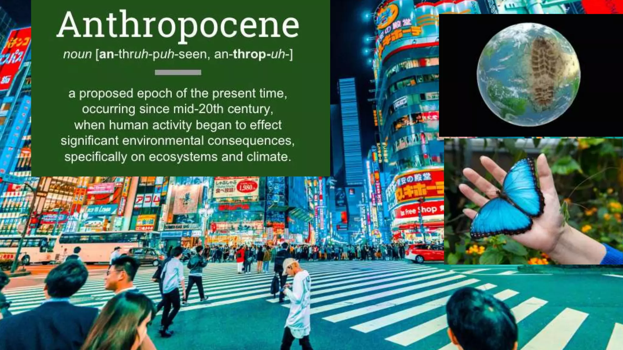 The Evolution of Insects: PART TWO / Permian to Anthropocene - Bug School / Entomology Course