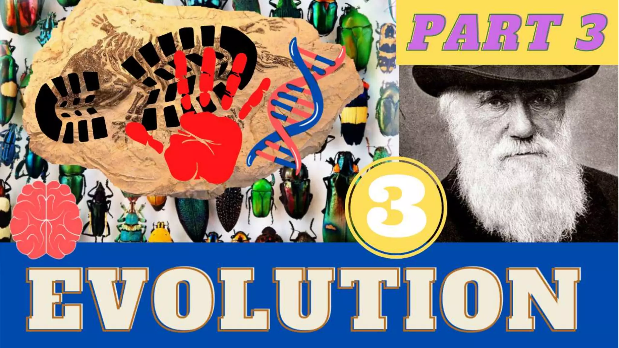 The Evolution of Insects: PART TWO / Permian to Anthropocene - Bug School / Entomology Course