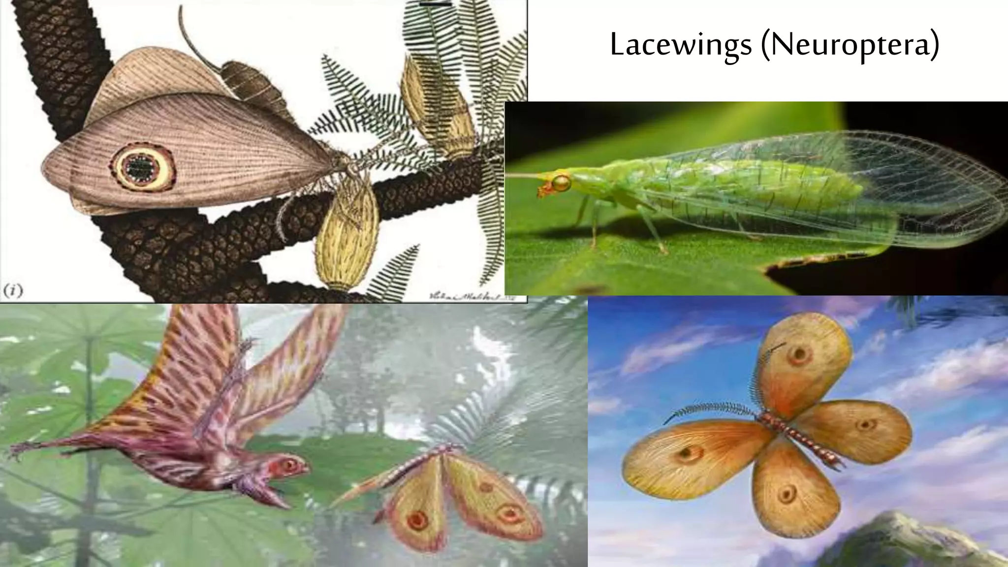 Lacewings (Neuroptera)
 