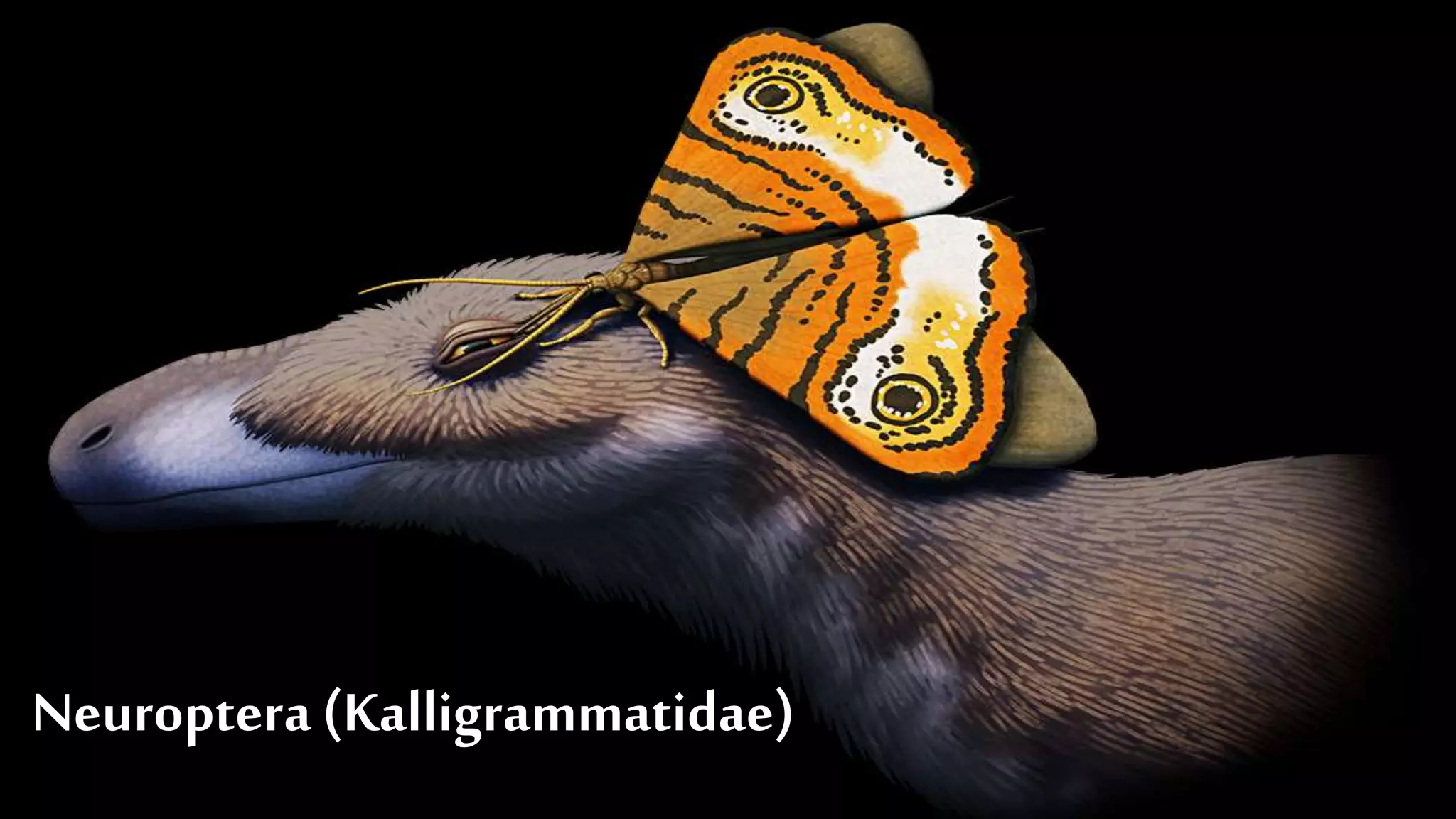 Neuroptera(Kalligrammatidae)
 