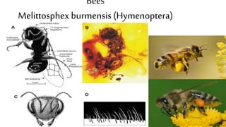 The Evolution of Insects: PART TWO / Permian to Anthropocene - Bug ...