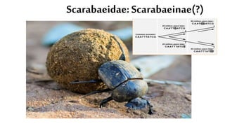 The Evolution of Insects: PART TWO / Permian to Anthropocene - Bug ...