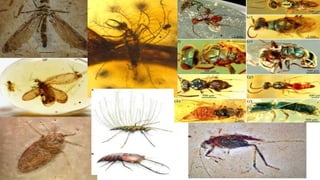 The Evolution of Insects: PART TWO / Permian to Anthropocene - Bug ...