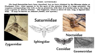 The Evolution of Insects: PART TWO / Permian to Anthropocene - Bug ...