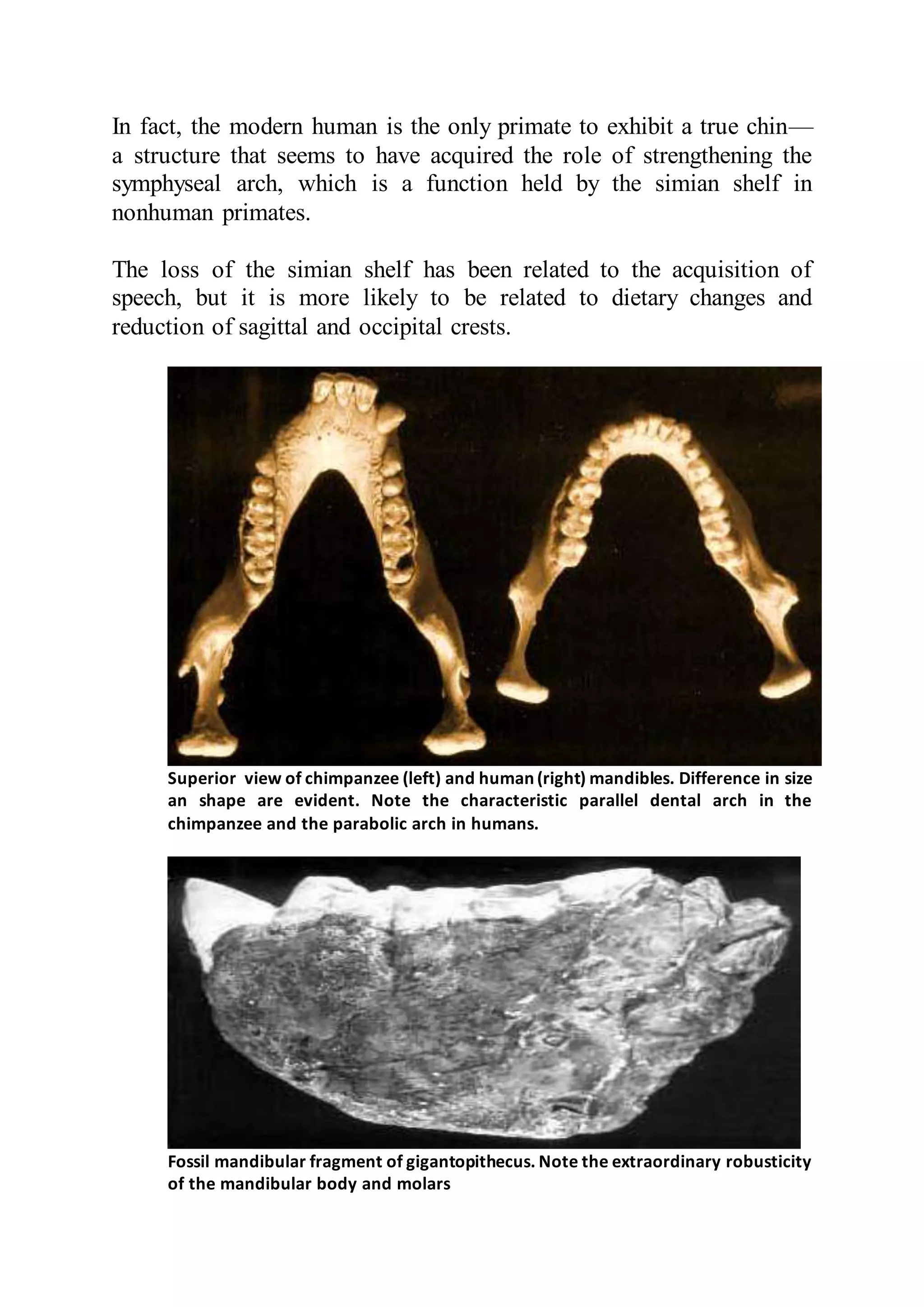 In fact, the modern human is the only primate to exhibit a true chin—
a structure that seems to have acquired the role of strengthening the
symphyseal arch, which is a function held by the simian shelf in
nonhuman primates.
The loss of the simian shelf has been related to the acquisition of
speech, but it is more likely to be related to dietary changes and
reduction of sagittal and occipital crests.
Superior view of chimpanzee (left) and human (right) mandibles. Difference in size
an shape are evident. Note the characteristic parallel dental arch in the
chimpanzee and the parabolic arch in humans.
Fossil mandibular fragment of gigantopithecus. Note the extraordinary robusticity
of the mandibular body and molars
 