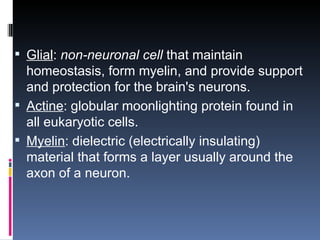 Glial :  non-neuronal cell  that maintain homeostasis, form myelin, and provide support and protection for the brain's neurons. Actine :  globular moonlighting protein found in all eukaryotic cells. Myelin : dielectric (electrically insulating) material that forms a layer usually around the axon of a neuron. 