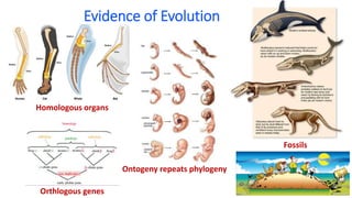Evidence of Evolution
Fossils
Homologous organs
Ontogeny repeats phylogeny
Orthlogous genes
 