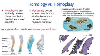 Homology vs. Homoplasy
 
