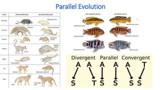 Parallel Evolution
 