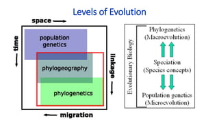 Levels of Evolution
 