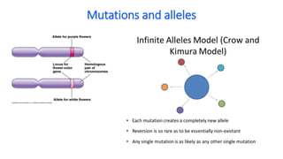 Mutations and alleles
 