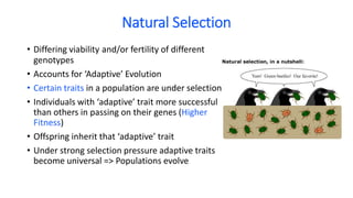 Natural Selection
• Differing viability and/or fertility of different
genotypes
• Accounts for ‘Adaptive’ Evolution
• Certain traits in a population are under selection
• Individuals with ‘adaptive’ trait more successful
than others in passing on their genes (Higher
Fitness)
• Offspring inherit that ‘adaptive’ trait
• Under strong selection pressure adaptive traits
become universal => Populations evolve
 