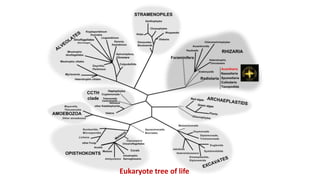 Tree of life
Three domain system of classification (1977)
Eukaryote tree of life
 