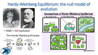 Hardy-Weinberg Equilibrium: the null model of
evolution
• HWE = NO evolution
 