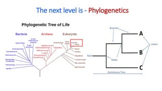 The next level is - Phylogenetics
 