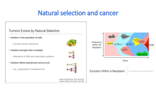 Natural selection and cancer
 