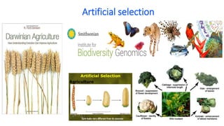 Artificial selection
 
