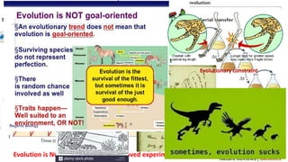 Evolution is NOT a theory: it can be proved experimentally
Evolutionary constraint
 