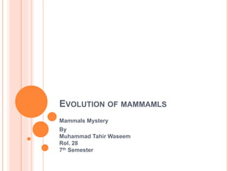 EVOLUTION OF MAMMAMLS
Mammals Mystery
By
Muhammad Tahir Waseem
Rol. 28
7th Semester
 