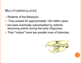 Evolution of mammamls PPT