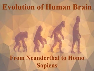 Evolution of Human Brain
From Neanderthal to Homo
Sapiens
 