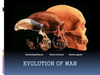Australopithecus Homo erectus Homo sapien
EVOLUTION OF MAN
 