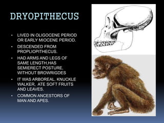 Propliopithecus Skeleton Evolution of man | PPTX