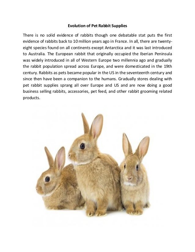 Evolution of Pet Rabbit Supplies