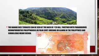 • THE BANAUE RICE TERRACES CAN BE SEEN AT THE BACK OF ₱20 BILL, TOGETHER WITH PARADOXURUS
HERMAPHRODITUS PHILIPPINENSIS OR PALM CIVET (MUSANG OR ALAMID IN THE PHILIPPINES) AND
CORDILLERAS WEAVE DESIGN.
 