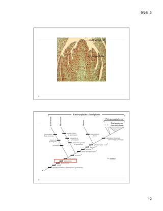 Evolution of plants and non vascular | PDF